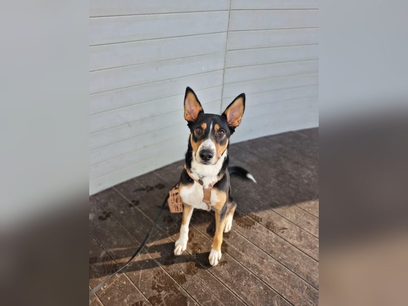 Verspielter & freundlicher Archi ❤️ sucht aktive Familie fürs Leben
