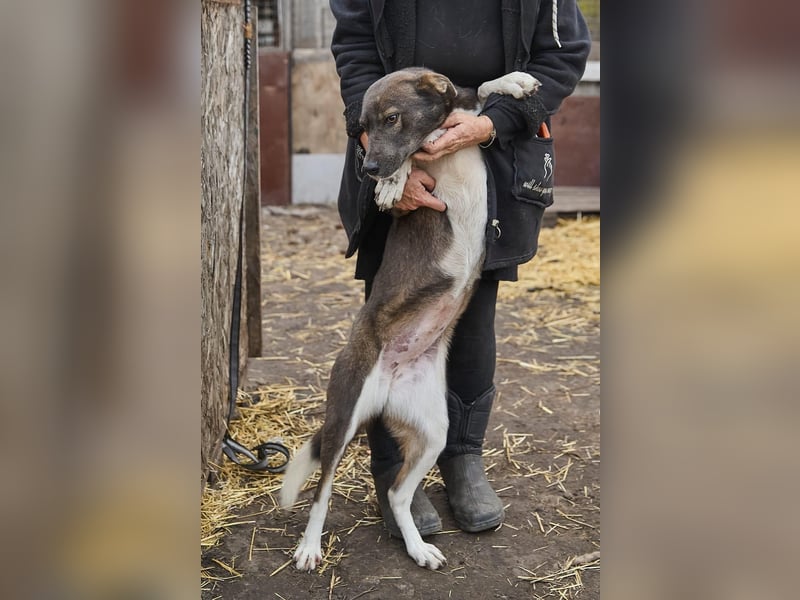 Feine junge Hündin Brownie ❤️ aus dem Tierschutz in 22307 Hamburg