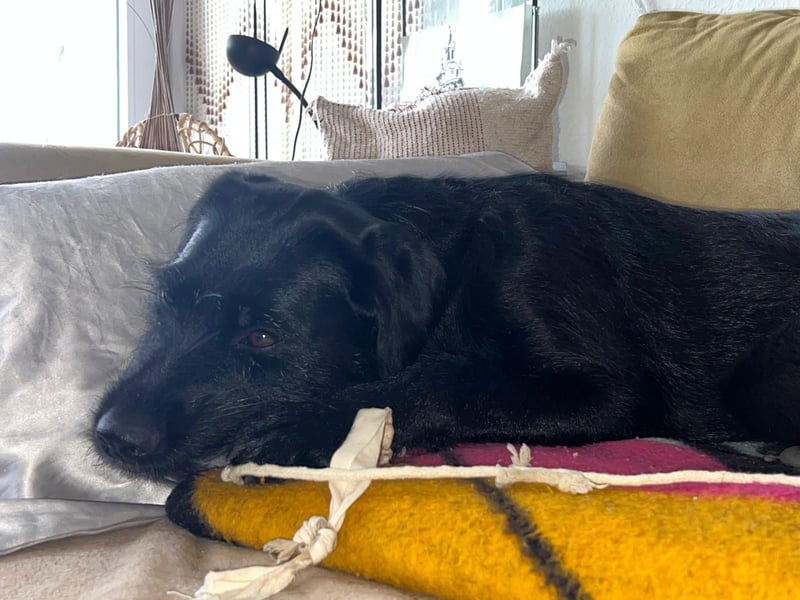 Palfy ❤️ junge, sportliche Hündin mit ganz viel Charme und Persönlichkeit sucht ihre Menschen