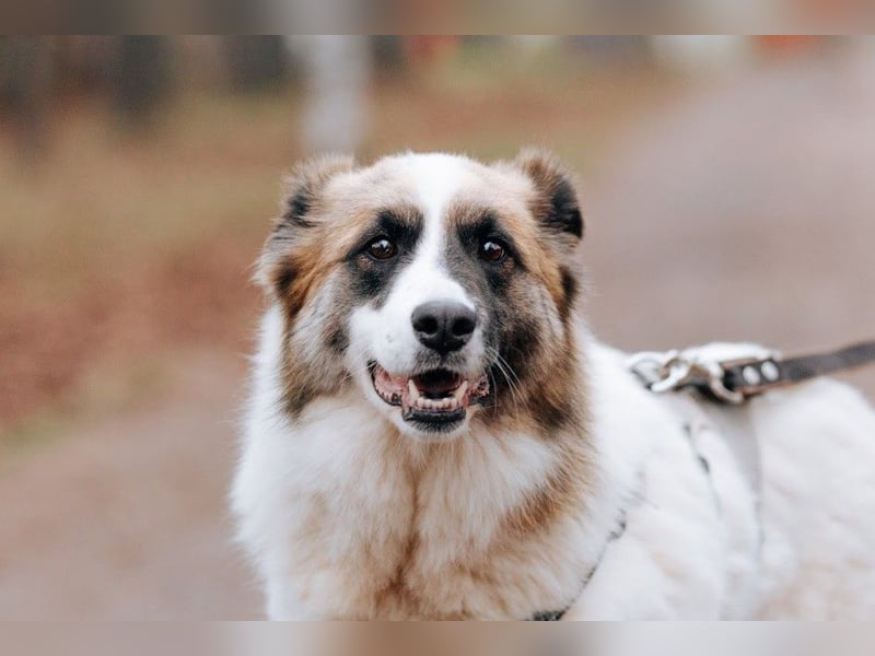 Hübsche Tierschutzmaus Busya ❤️ sucht ein liebevolles Zuhause