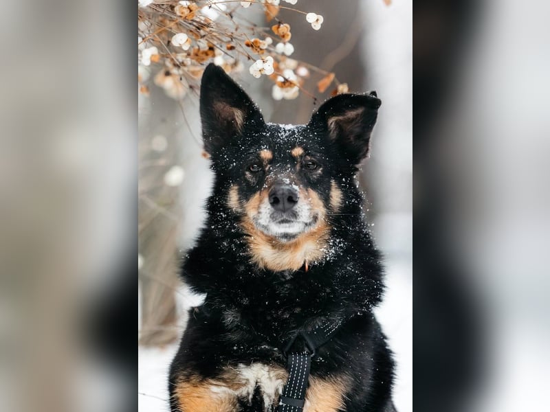 Gelassener Baikal ❤️ sucht eine Familie fürs Leben