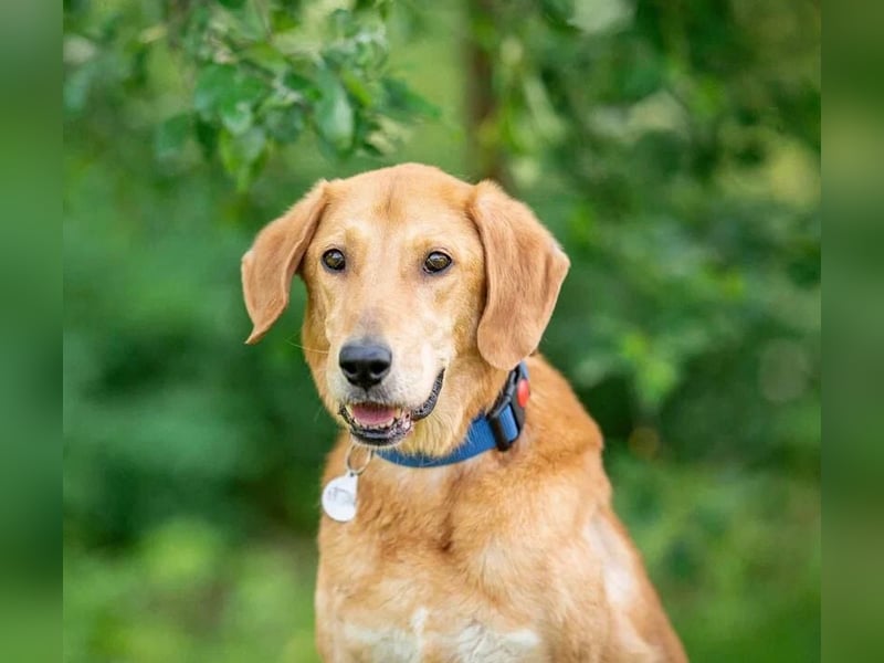 Djem ❤️ ein wahrhaft besonderer Hund sucht Zuhause Djem ❤️ ein wahrhaft besonderer Hund sucht Zuhause