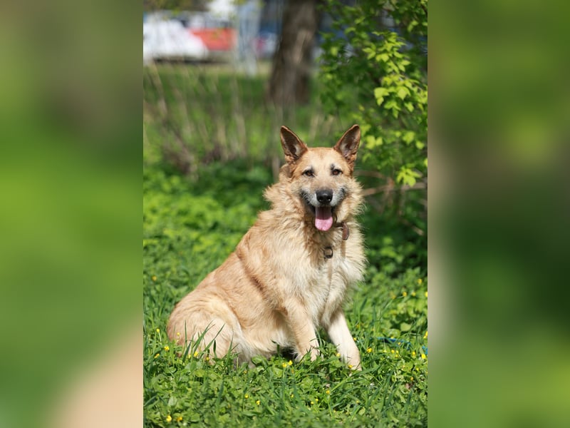 Charaktervoller Rüde Max ❤️ aus dem Tierschutz sucht endlich sein Glück