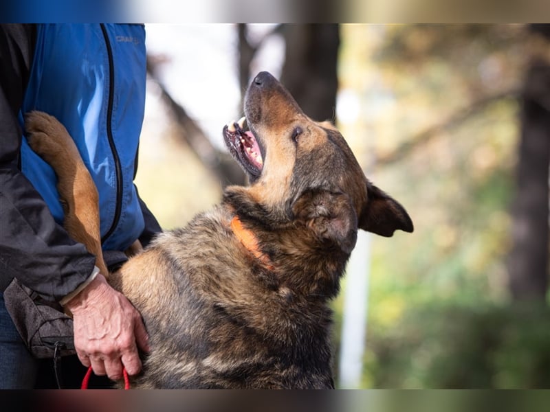 Sanfter Traumhund Yasha❤️befindet sich derzeit auf einer Pflegestelle in 83543 Rott am Inn