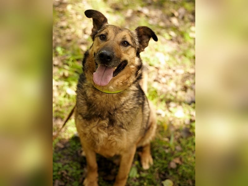Sanfter Traumhund Yasha❤️befindet sich derzeit auf einer Pflegestelle in 83543 Rott am Inn