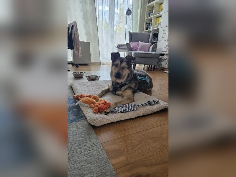 Greys ❤️ eine besondere Hündin sucht besondere Menschen