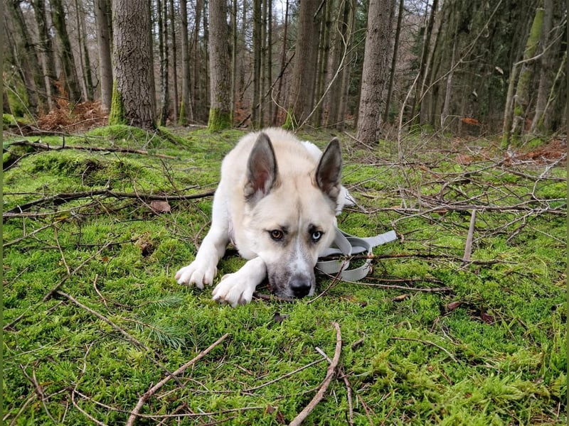 Tierschutzhund Gorbi❤️auf Pflegestelle in 87648 Aitrang