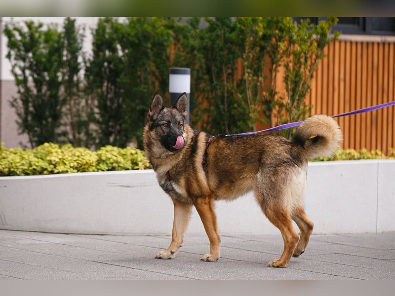Piper❤️  treue Begleiterin mit großem Herz