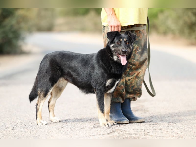 Tierschutzhündin Linda ❤️sucht liebevolle Pflege- oder Endstelle