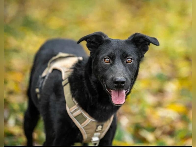 Stepa ❤️ sucht sein Zuhause