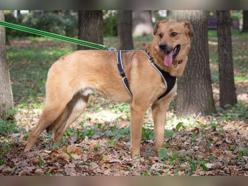 Verschmuster Tierheimhund Djushes❤️sucht seine Herzensmenschen