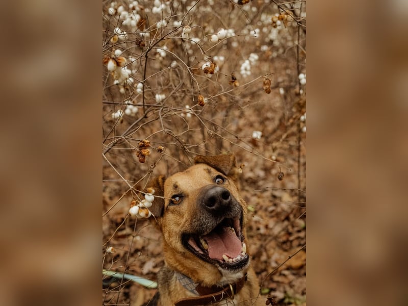 Anhänglicher Tierschutzrüde Mars ❤️ sucht ruhiges Zuhause