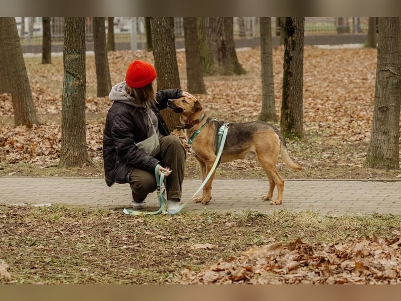 Anhänglicher Tierschutzrüde Mars ❤️ sucht ruhiges Zuhause