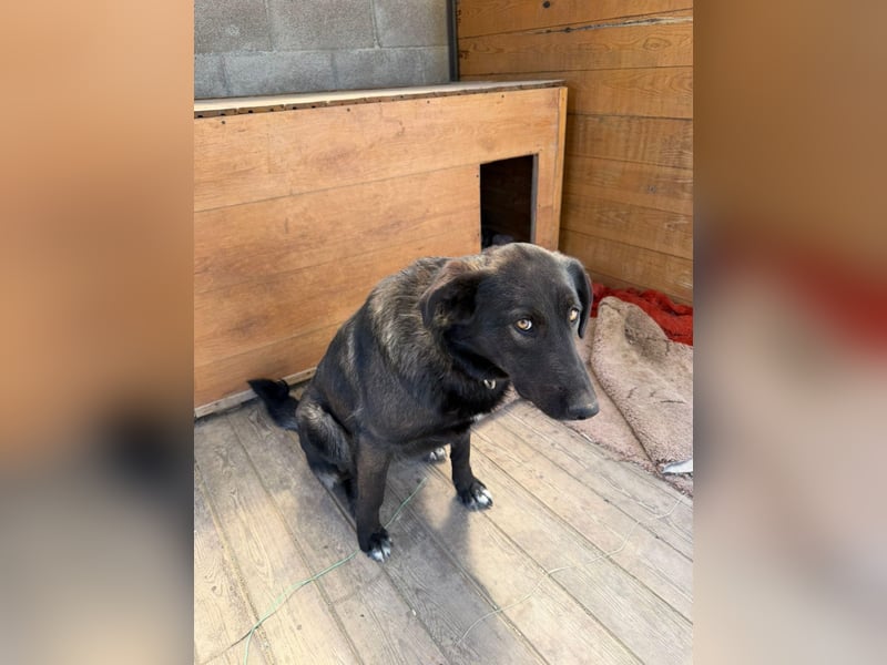 Wundervolle Bagira ❤️ sucht Für-Immer-Familie