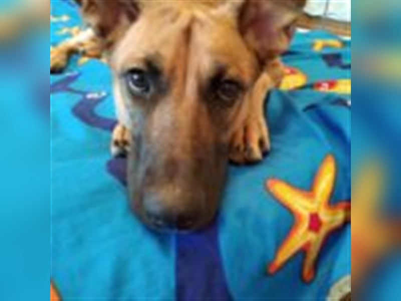 Cherry ❤️ freundliche und liebevolle Knutschkugel sucht Zuhause