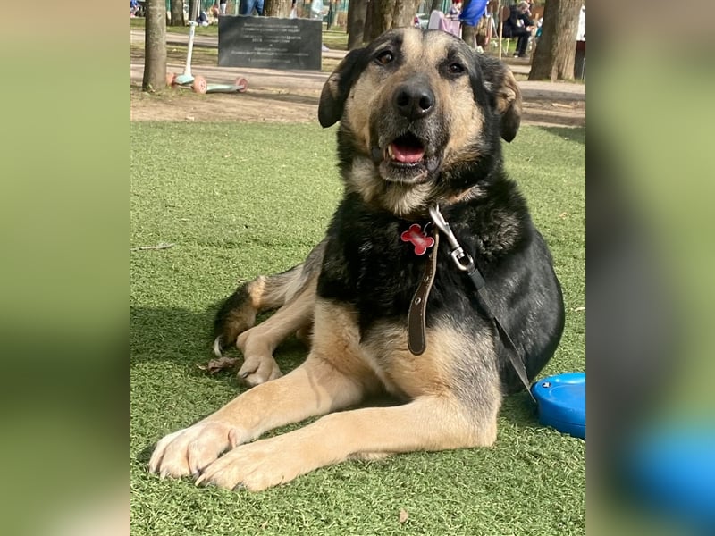 Ruhe und Liebe: Lisa❤️sucht ein warmes Körbchen