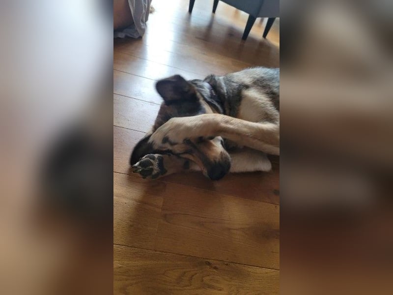 Greys ❤️ eine besondere Hündin sucht besondere Menschen