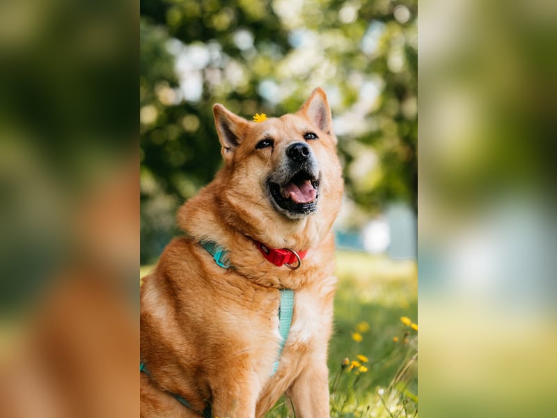 Diego ❤️ ruhiger und ausgeglichener Begleiter sucht Zuhause