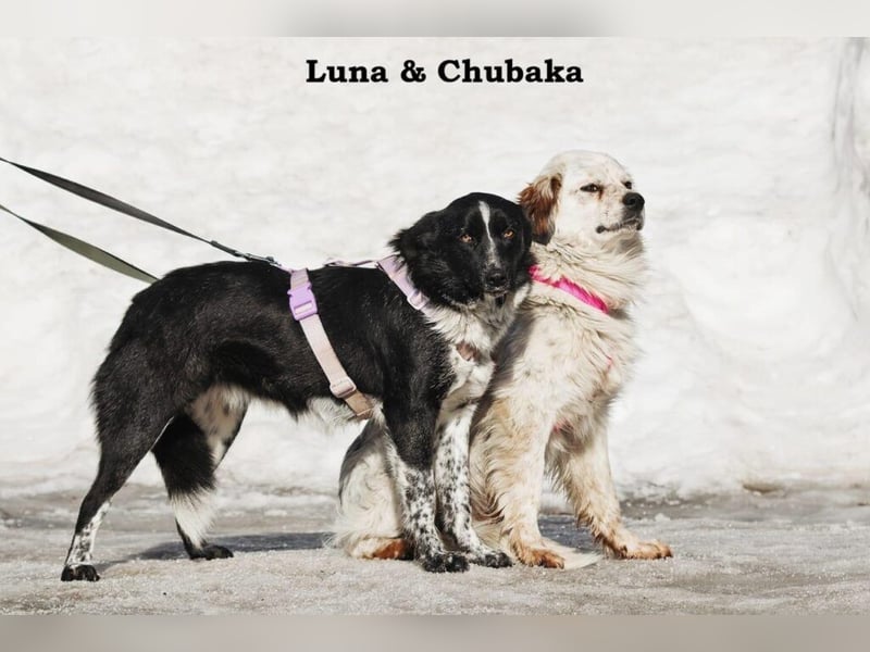 Sanfte Hündin Luna ❤️ in in 21423 Winsen (Luhe) sucht Geborgenheit (am liebsten mit ihrem Freund)