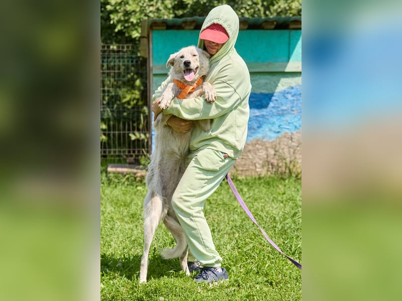Darya ❤️ Sanfte Hündin sucht ein Zuhause mit Geduld und Verständnis