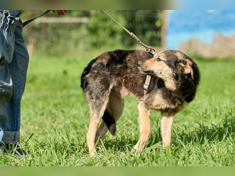 Anton ❤️ Fröhlicher junger Rüde sucht seine Familie