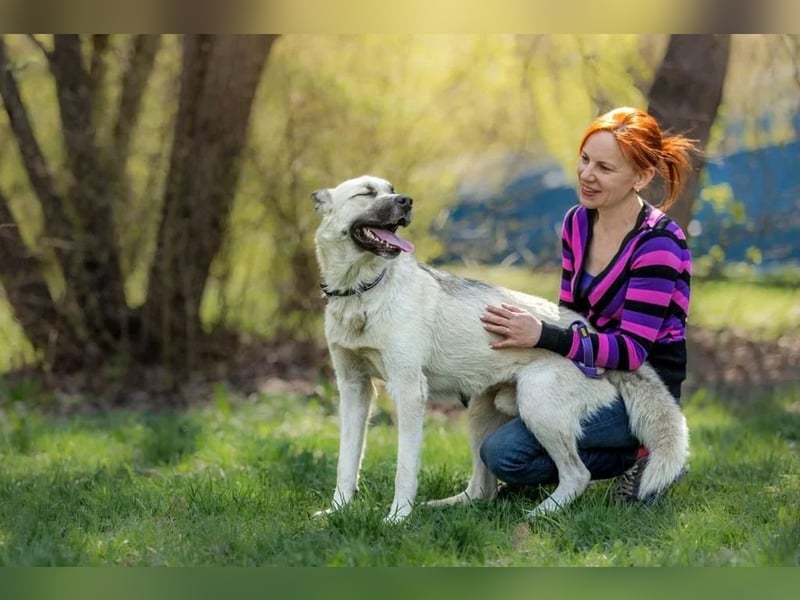 Tierschutzhund Gorbi❤️auf Pflegestelle in 87648 Aitrang