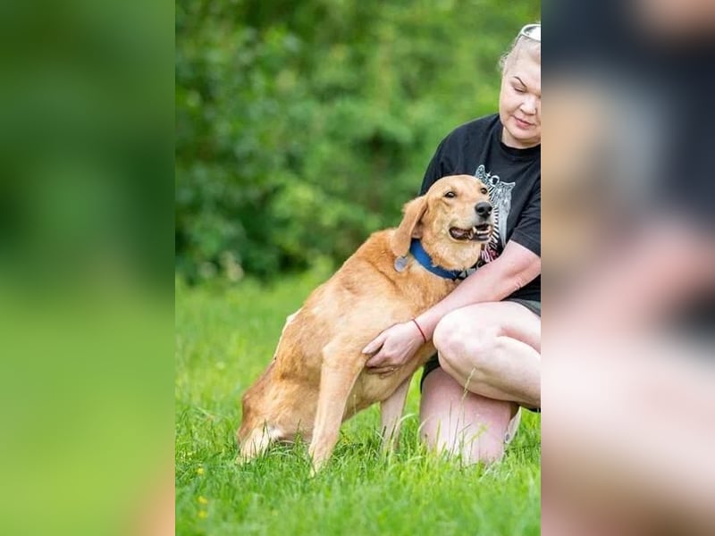 Djem ❤️ ein wahrhaft besonderer Hund sucht Zuhause Djem ❤️ ein wahrhaft besonderer Hund sucht Zuhause