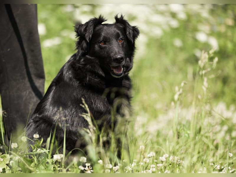 Wundervoller Tierschutzrüde Black Jack ❤️ aus Russland sucht liebevolles Zuhause