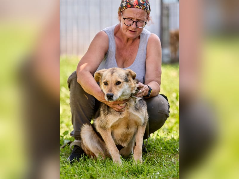 Nova ❤️ Freundliche Hündin sucht ein Zuhause