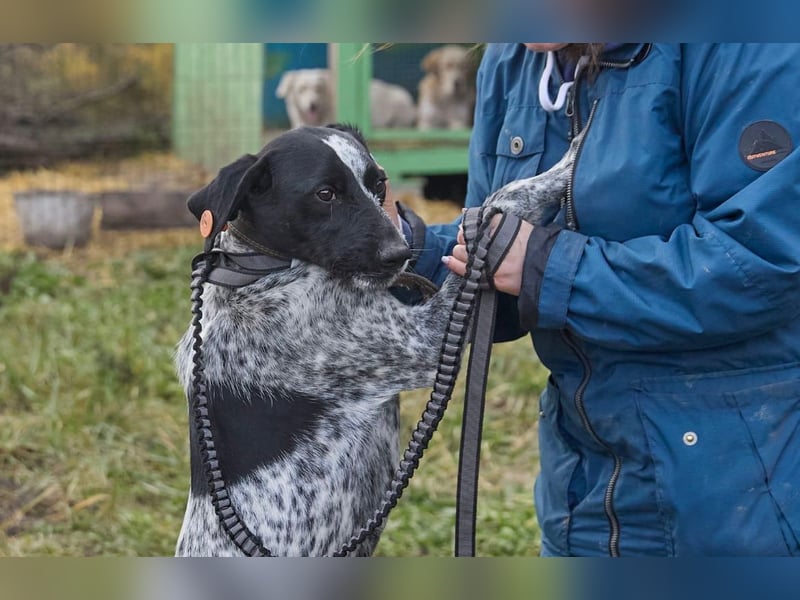 Piggy ❤️ - Aktiver Mischlingsrüde sucht seine Menschen