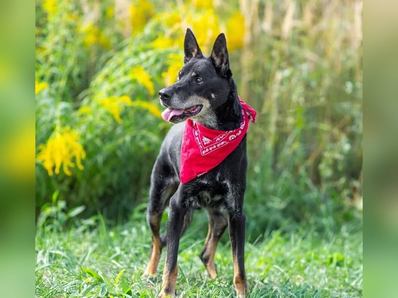 Misha ❤️ Hundeopi mit schwerem Schicksal sucht Geborgenheit Misha ❤️ Hundeopi mit schwerem Schicksal sucht Geborgenheit