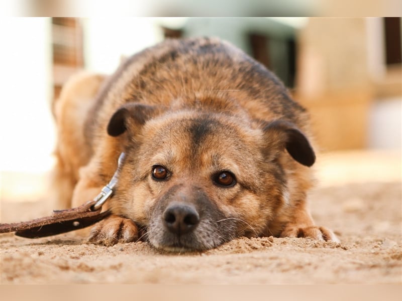 Litta❤️ auf der Suche nach hundeerfahrenen Menschen und einem liebevollem Zuhause
