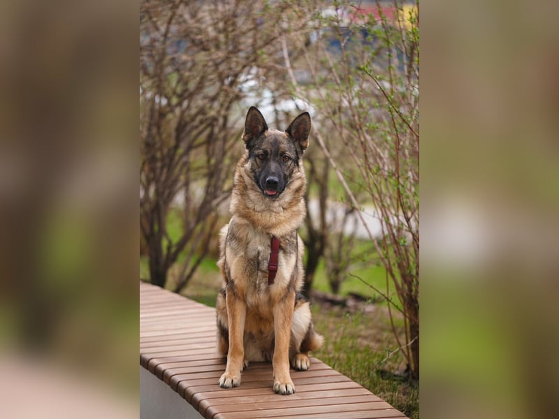 Piper❤️  treue Begleiterin mit großem Herz