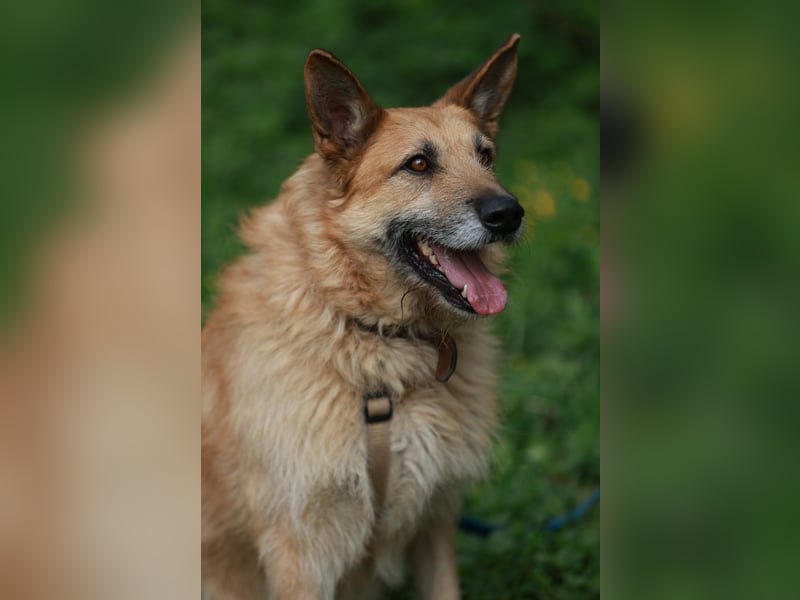 Charaktervoller Rüde Max ❤️ aus dem Tierschutz sucht endlich sein Glück