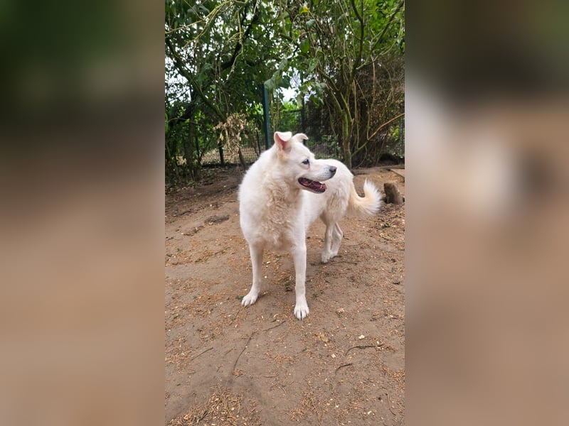 Tapfere Ulya ❤️ in 49143 Bissendorf sucht ihr Zuhause
