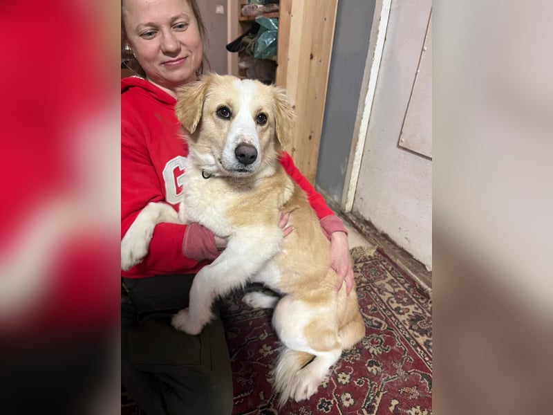 Menschenbezogene und ausgeglichene Hündin Leyla ❤️ sucht ihr Zuhause