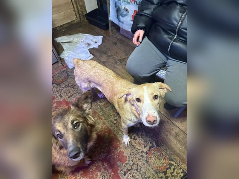 Verspielter Sonnenschein Alik ❤️ aus dem Tierschutz sucht sein Zuhause