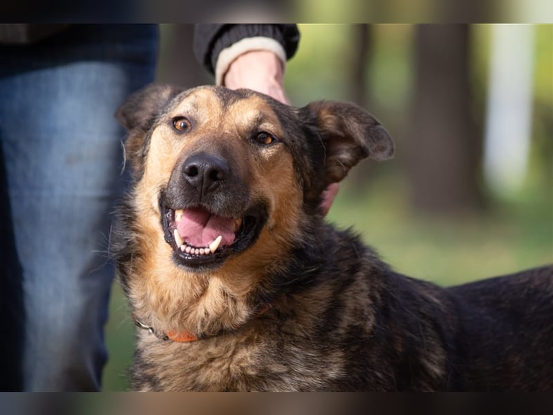 Sanfter Traumhund Yasha❤️befindet sich derzeit auf einer Pflegestelle in 83543 Rott am Inn