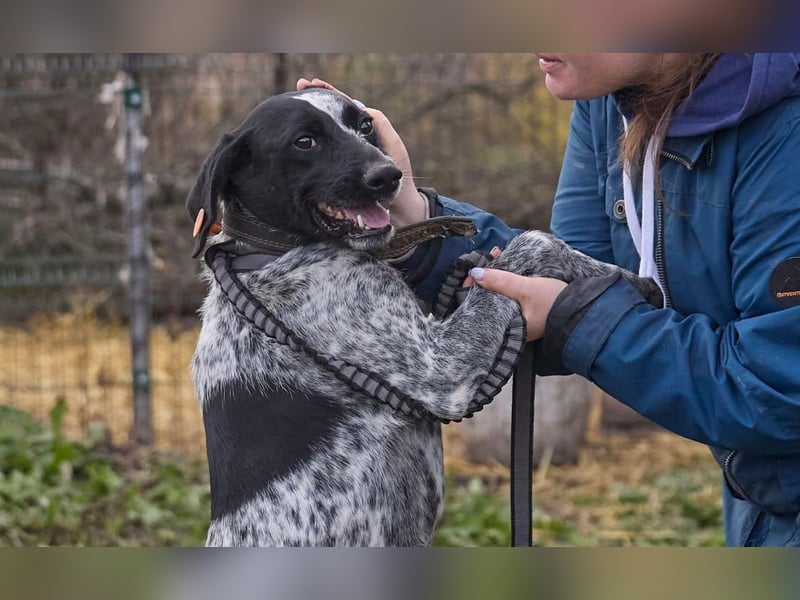 Piggy ❤️ - Aktiver Mischlingsrüde sucht seine Menschen
