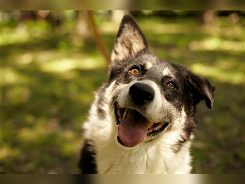Bobby ❤️ möchte endlich das Tierheim gegen eine Familie tauschen