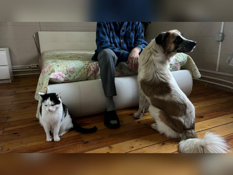 Freundlicher Tierschutzrüde Emelya ❤️ sucht seine Menschen