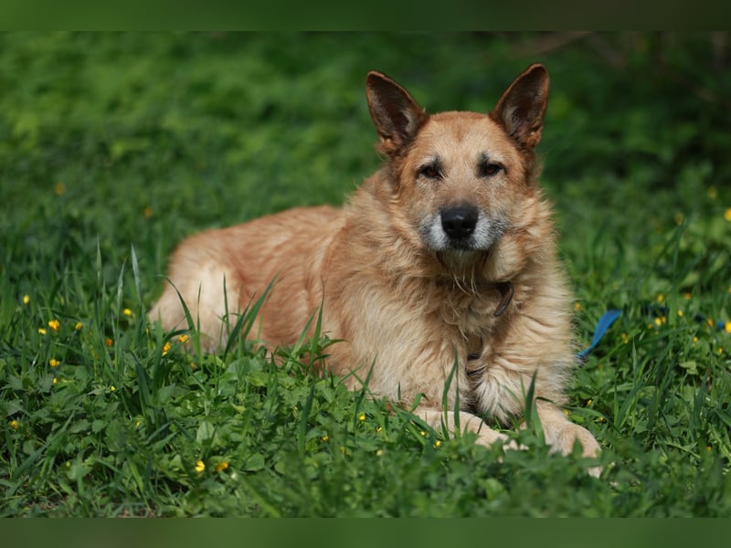 Charaktervoller Rüde Max ❤️ aus dem Tierschutz sucht endlich sein Glück