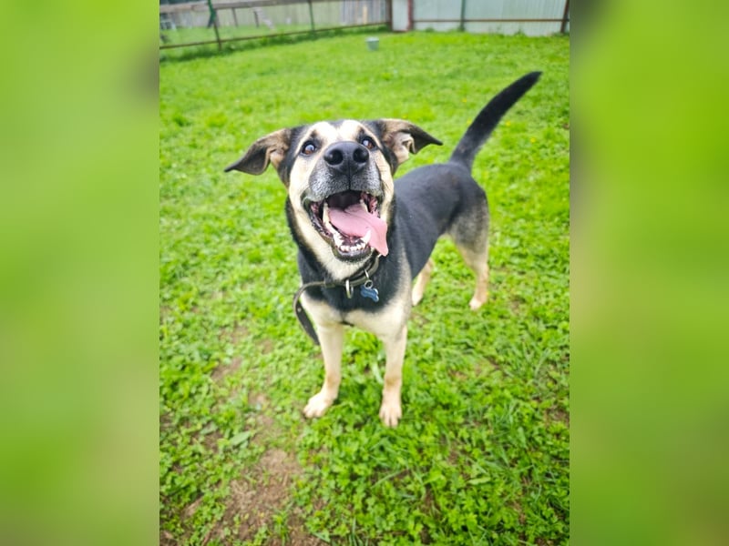 Verspielter und lebensfroher Lucky ❤️ sucht seine zweite Chance