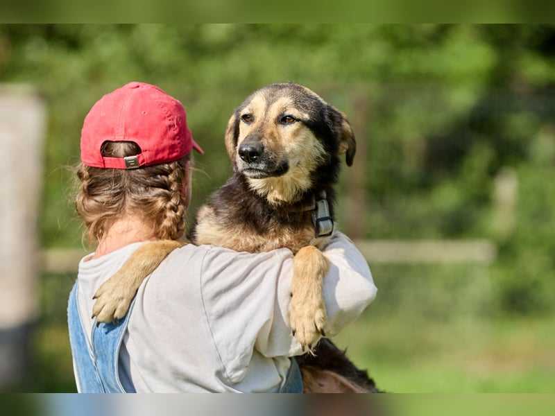 Anton ❤️ Fröhlicher junger Rüde sucht seine Familie