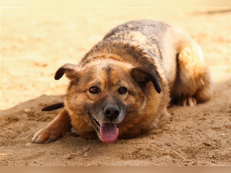 Litta❤️ auf der Suche nach hundeerfahrenen Menschen und einem liebevollem Zuhause