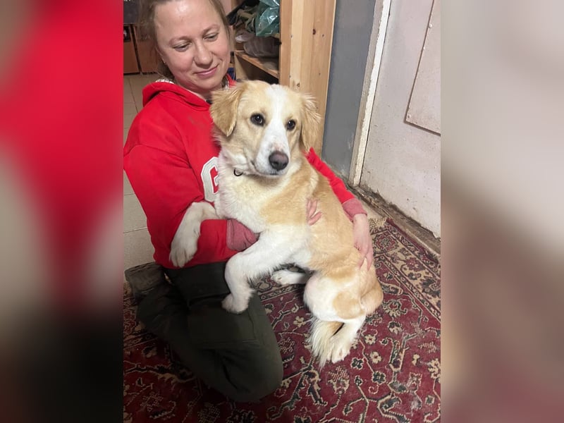 Menschenbezogene und ausgeglichene Hündin Leyla ❤️ sucht ihr Zuhause