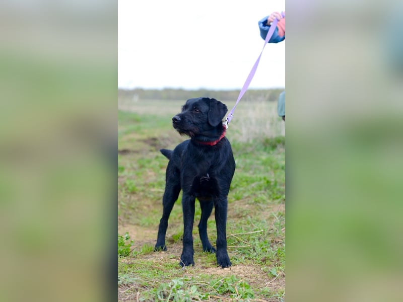 Palfy ❤️ junge, sportliche Hündin mit ganz viel Charme und Persönlichkeit sucht ihre Menschen