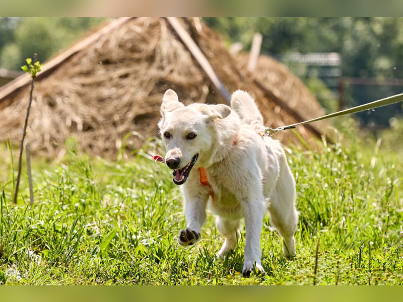 Freundliche Maya ❤️ sucht ein verlässliches Zuhause