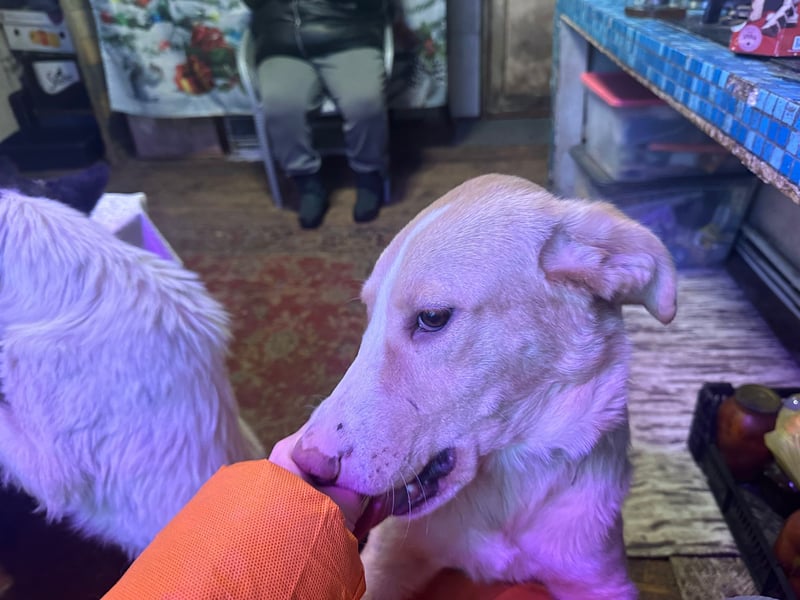 Alik ❤️ Freundlicher und aktiver Rüde sucht ein liebevolles Zuhause