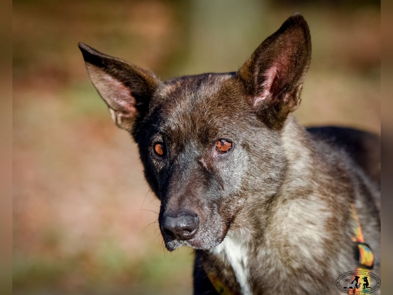 Trüffel ❤️ ruhiger Einzelgänger mit großem Herzen wartet sehnlichst auf seine Chance